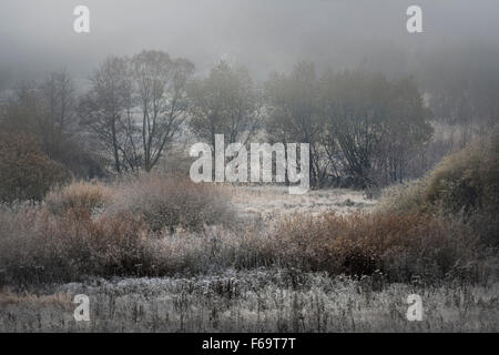 Frost bedeckt Weiden im Nebel auf einem kalten Herbst dawn Stockfoto