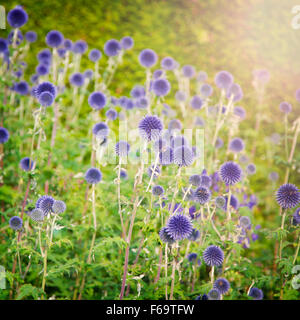 Bild des blauen Garten Distel. Stockfoto