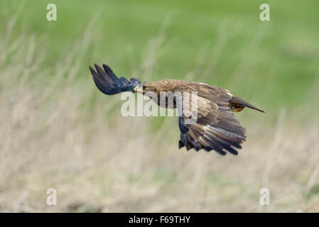 Maennlicher Schreiadler Aquila Pomarina, männliche Lesser Spotted Eagle Stockfoto