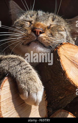 Tabby Katze schläft auf einem Haufen Brennholz Stockfoto