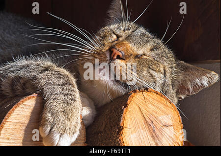 Tabby Katze schläft auf einem Haufen Brennholz Stockfoto