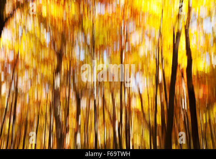 Abstraktes Hintergrundbild von Sonnenlicht durch Bäume mit Vertikalbewegung blur, The Berkshires, New England USA Stockfoto