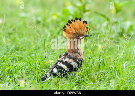 Wiedehopf (Upupa Epops), Wiedehopf Vogel im natürlichen Lebensraum Stockfoto