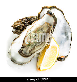 Austern auf einem weißen Hintergrund isoliert Stockfoto