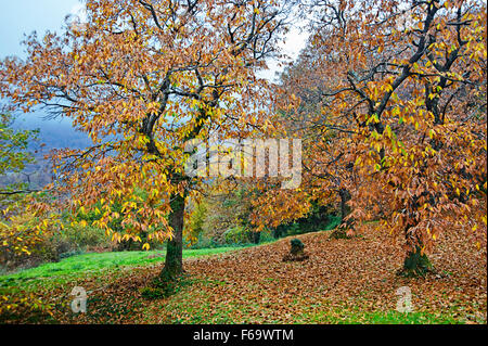 Süße Kastanien im Herbst (Halbinsel Pilion, Thessalien, Griechenland) Stockfoto