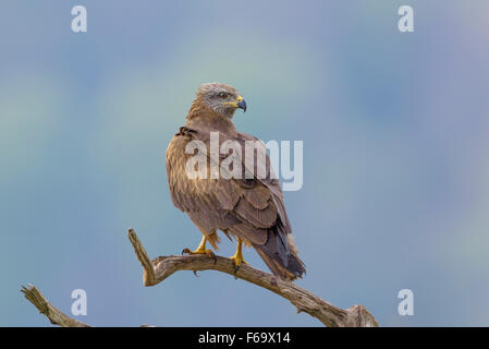 Schwarzmilan Milvus Migrans, Schwarzmilan Stockfoto