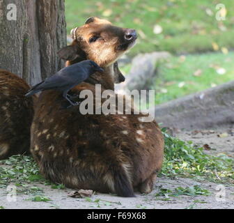 Männliche Visayan oder philippinischen gefleckte Hirsch (Cervus Alfredi, Rusa Alfredi) mit einer Dohle (Corvus Monedula) posiert auf seiner Schulter Stockfoto