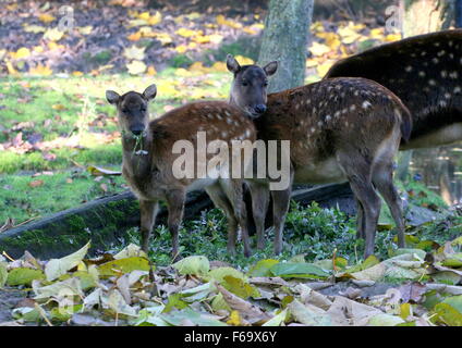 Ältere männliche Visayan oder philippinischen gefleckte Hirsch (Cervus Alfredi, Rusa Alfredi) Stockfoto