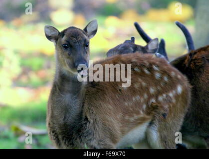 Reife Frauen Visayan oder philippinischen gefleckte Hirsch (Cervus Alfredi, Rusa Alfredi) Stockfoto