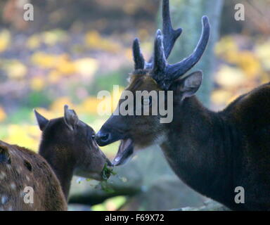 Antlered Reife männliche Visayan oder philippinischen gefleckte Hirsch (Cervus Alfredi, Rusa Alfredi) Kauen lässt, Doe im Hintergrund Stockfoto