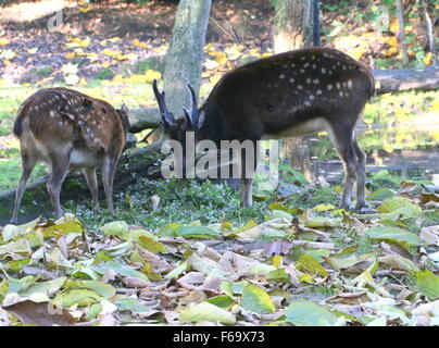 Reifen männlichen und weiblichen Visayan oder philippinischen gefleckte Hirsch (Cervus Alfredi, Rusa Alfredi) in einem Wald Stockfoto