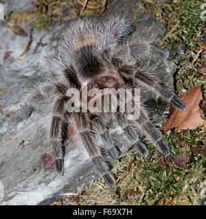 Chilenische Rose Haar Tarantula (Lebensraum Rosea, Lebensraum Cala), aka chilenischen Feuer Tarantel oder Rothaarige Vogelspinne Stockfoto