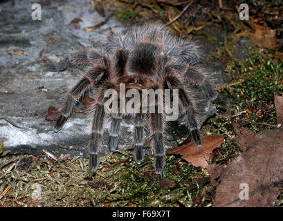 Chilenische Rose Haar Tarantula (Lebensraum Rosea, Lebensraum Cala), aka chilenischen Feuer Tarantel oder Rothaarige Vogelspinne Stockfoto