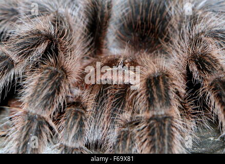 Chilenische Rose Haar Tarantula (Lebensraum Rosea, Lebensraum Cala), aka chilenischen Feuer Tarantel oder Rothaarige Vogelspinne Stockfoto