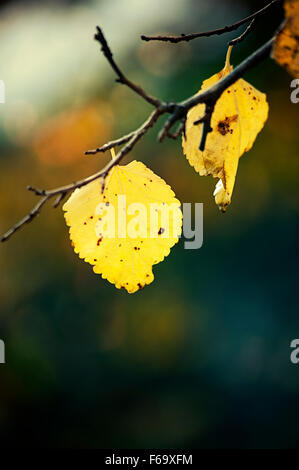 Zwei Blätter am Baum im Herbst Stockfoto
