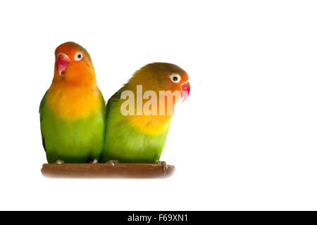 Lovebird isoliert auf weißem Agapornis Fischeri (Fischers Lovebird) Stockfoto