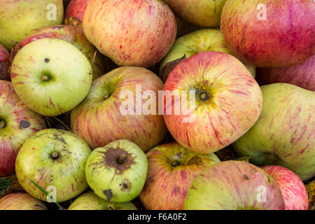 Windfall Äpfel auf dem Rasen Stockfoto