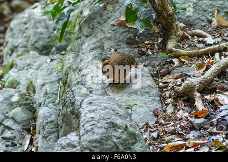 Scaly-breasted Partridge (Arborophila Chloropus) im Wald, oder grün-legged Rebhuhn Stockfoto