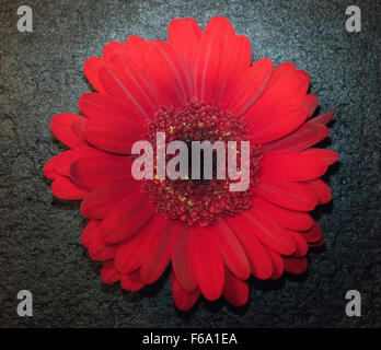 Gardenia, rote Blume, einzelne Blume Stockfoto