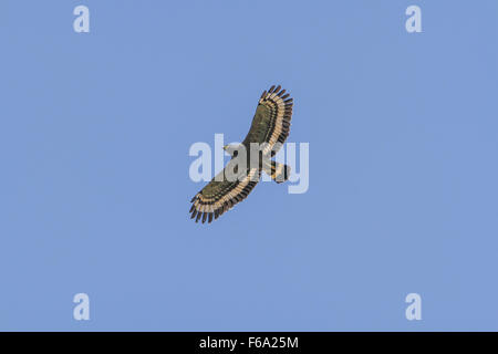 Crested Schlange Adler im Flug am Himmel Stockfoto