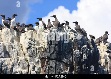 Guillemot Kolonie Zucht auf Inner Farne Northumberland Stockfoto