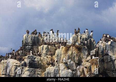 Guillemot Kolonie Zucht auf Inner Farne Northumberland Stockfoto