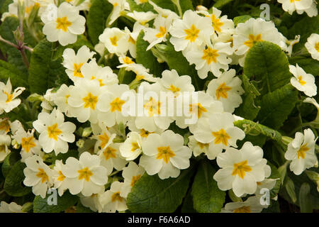 Primel Blumen Stockfoto