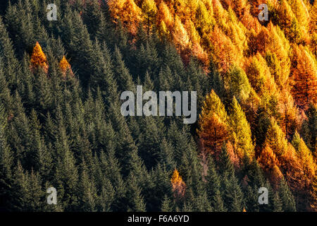 Algonquin Park Tamarack Wald Stockfoto