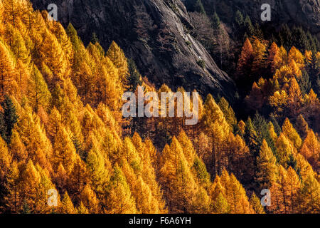 Algonquin Park Tamarack Wald Stockfoto