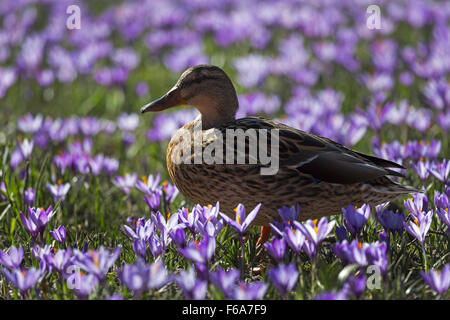 Krokusse blühen, Schlosspark, Husum, Schleswig-Holstein, Deutschland, Europa Stockfoto