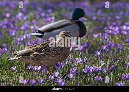 Krokusse blühen, Schlosspark, Husum, Schleswig-Holstein, Deutschland, Europa Stockfoto