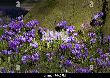Krokusse blühen, Schlosspark, Husum, Schleswig-Holstein, Deutschland, Europa Stockfoto