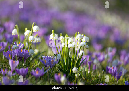 Krokusse blühen, Schlosspark, Husum, Schleswig-Holstein, Deutschland, Europa Stockfoto