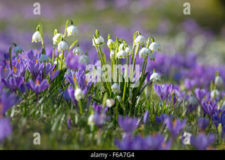 Krokusse blühen, Schlosspark, Husum, Schleswig-Holstein, Deutschland, Europa Stockfoto