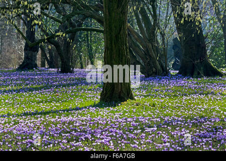 Krokusse blühen, Schlosspark, Husum, Schleswig-Holstein, Deutschland, Europa Stockfoto
