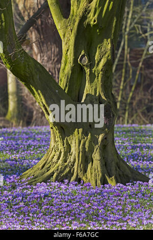 Krokusse blühen, Schlosspark, Husum, Schleswig-Holstein, Deutschland, Europa Stockfoto