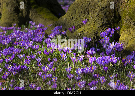 Krokusse blühen, Schlosspark, Husum, Schleswig-Holstein, Deutschland, Europa Stockfoto