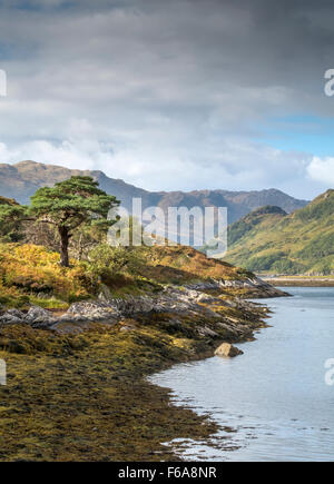 Eine Kiefer (Pinus Sylvestris L.) am Ufer des Loch Hourn, Knoydart, Schottland Stockfoto