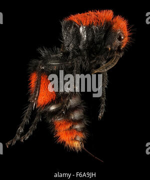 Velvet Ant, F, Seite, Hot Springs Village, AR 2015-08-20-153920 ZS PMax Stockfoto