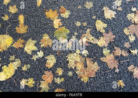 Gefallene Herbstlaub in Fahrbahn Stockfoto