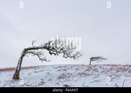 Alte Baum knorrige vom Wind auf dem Weg nach oben große mell Stockfoto