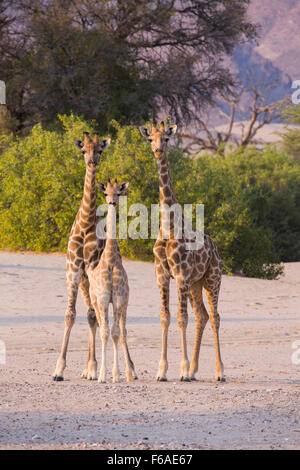 Giraffen im Kaokoveld, Namibia, Afrika Stockfoto