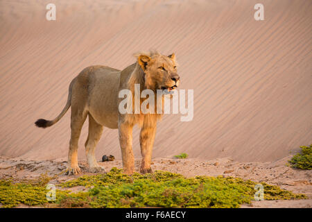 Männlicher Löwe im Kaokoveld, Namibia, Afrika Stockfoto