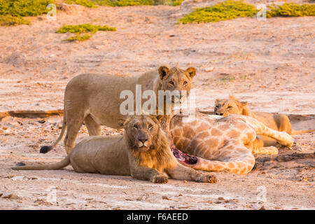 Löwe stolz Giraffe Tötung im Kaokoveld, Namibia, Afrika Stockfoto