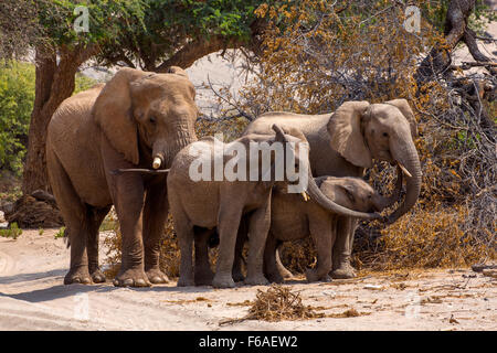 Familie der Elefanten im Kaokoveld, Namibia, Afrika Stockfoto