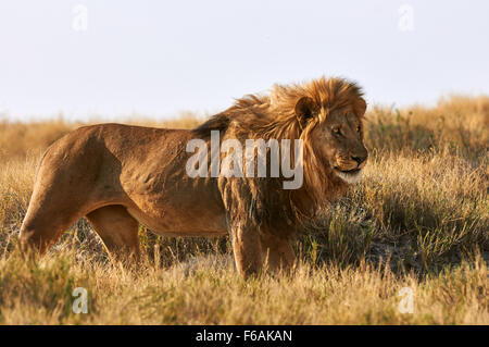 Ein männlicher Löwe im Etosha Nationalpark in Namibia Stockfoto