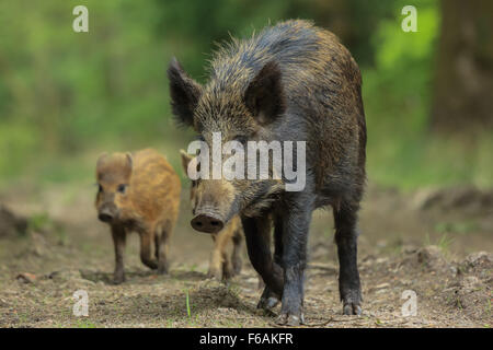 Wild lebende Wildschweine im Forest of Dean. Fotografiert auf eine gut gebrauchte Forstwirtschaft Pfad liegend. Stockfoto