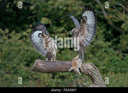 Paar von Buteo Buteo Mäusebussarde - anzeigen Aggression über Beute. Herbst. UK Stockfoto