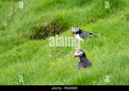 Atlantic Papageientaucher, fratercula Arctica sitzen auf Gras vor ihrer Zucht Burrows Stockfoto