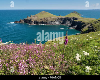 Der South West Coast Path in der Nähe der Bürzel und Pentire Point, North Cornwall Stockfoto